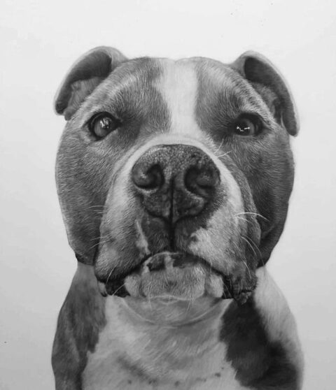 Pencil portrait of a dog order work for my client